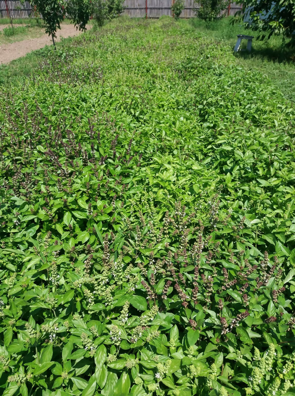 Cremă naturală pentru ten cu extracte verzi
