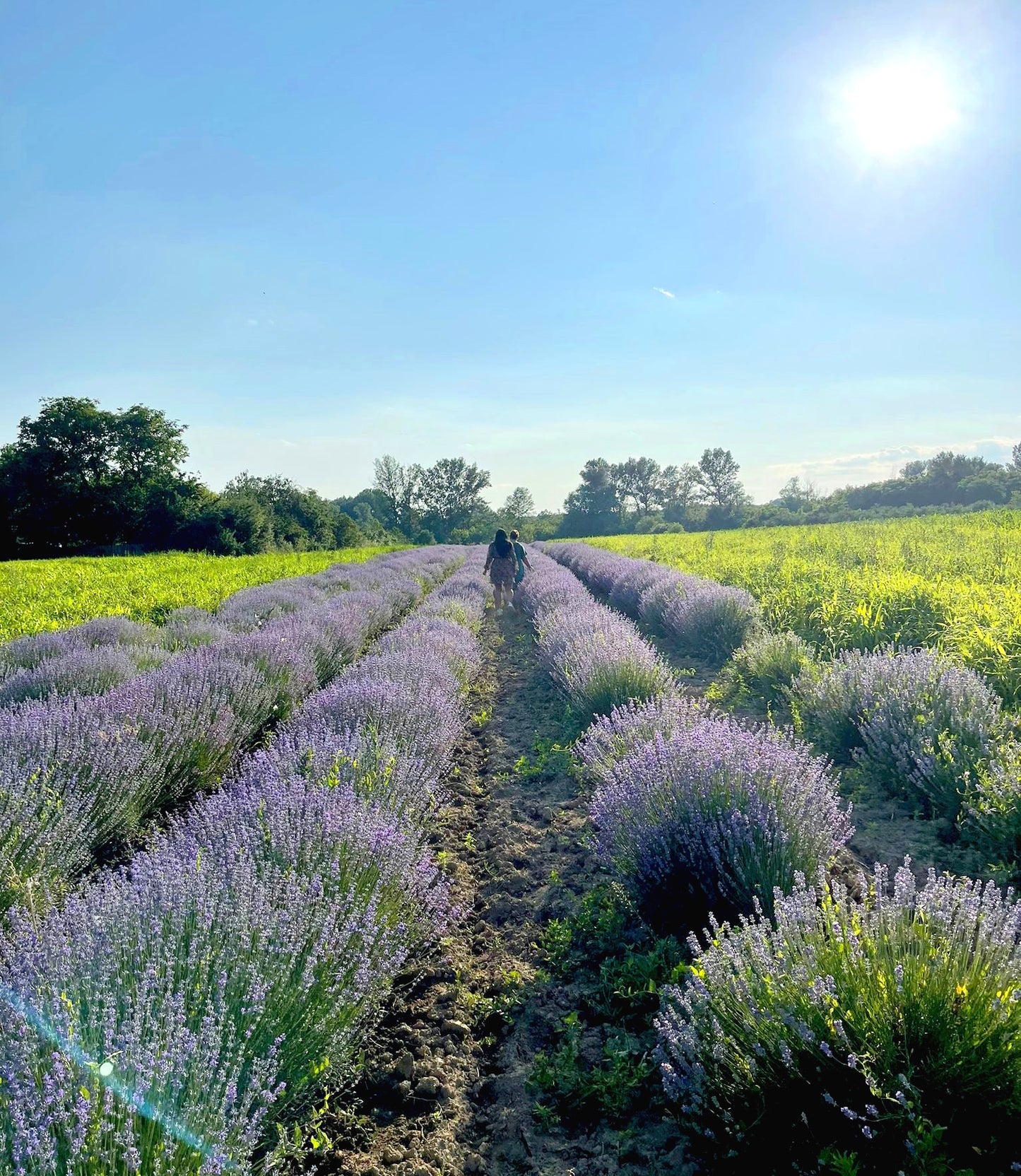 Apă florală de lavandă pură, 100% naturală