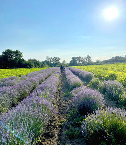 Apă florală de lavandă pură, 100% naturală